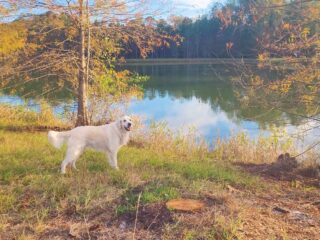 Wildlife Expedition: The Return